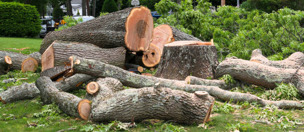 How Our Tree Care Process Works  in  Two Rivers, WI