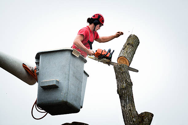 Trusted Two Rivers, WI Tree Services Experts